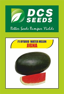 Dcs Seeds Jigna Device mark 4846440 Trademark