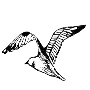 Device Of Flying Bird Device mark 4960329 Trademark