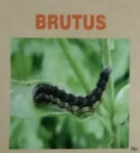 Brutus Device mark 4993683 Trademark