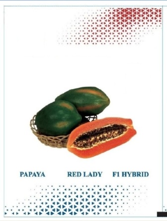 Papaya Red Lady F1 Hybrid Device mark 5279676 Trademark