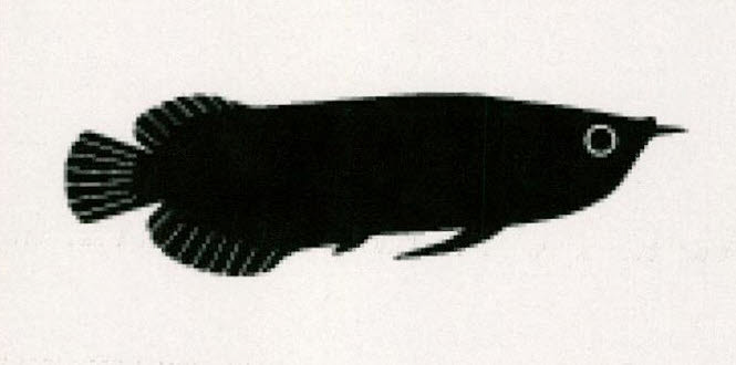 Device Of Fish Device mark 3219206 Trademark