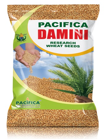 Pacifica Damini Device mark 4940033 Trademark