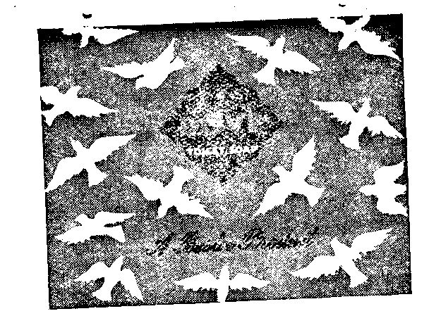 Dove Device mark 145768 Trademark