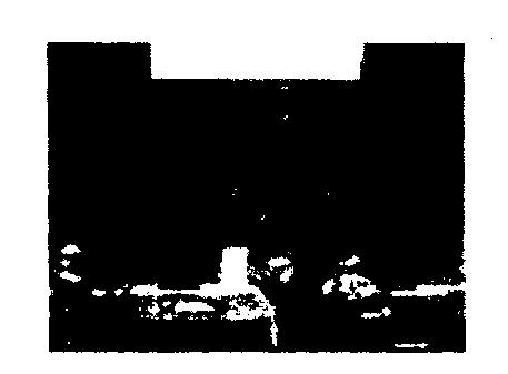 Real, Mixed Fruit Device mark 849166 Trademark