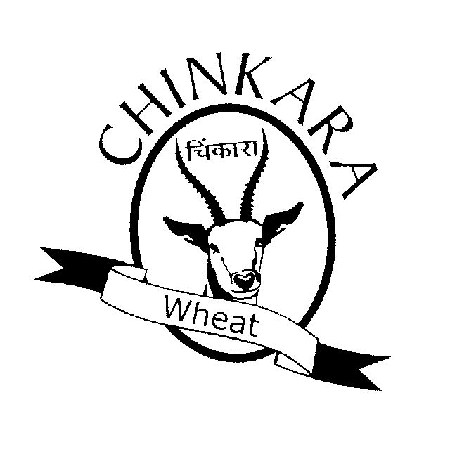 Chinkara Wheat (lable) Device mark 1469432 Trademark