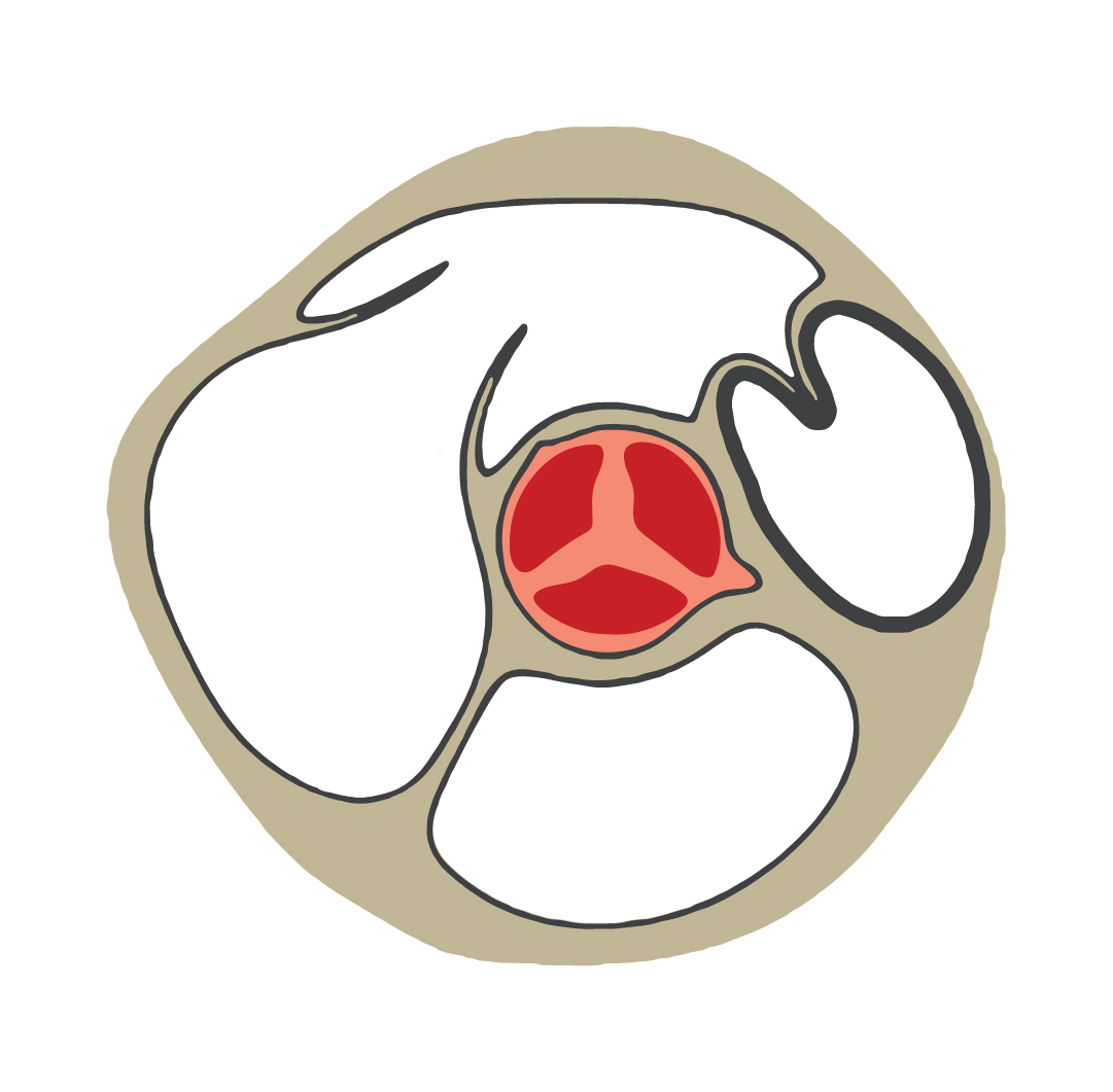 Logo Of Heart Valve Device mark 5282715 Trademark