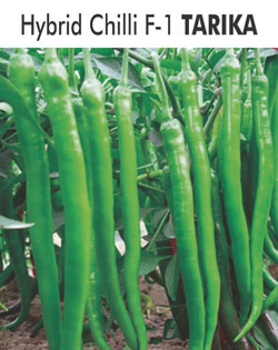 Hybrid Chilli F-1 Tarika Device mark 6011046 Trademark