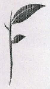 Device Of Leaves Device mark 2311845 Trademark