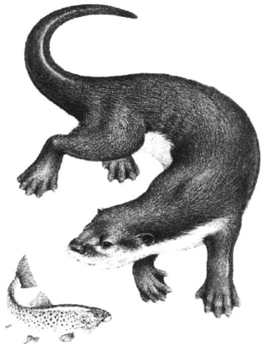 Device Of Animal Device mark 2956654 Trademark