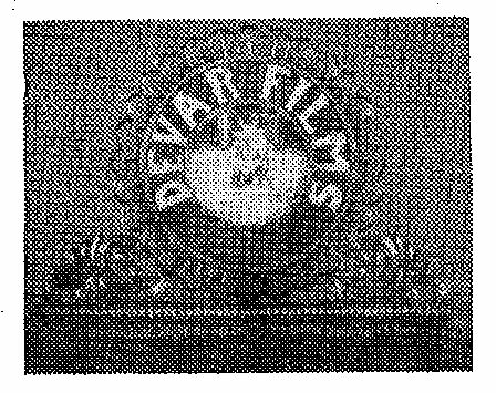 Devar Films Device mark 216161 Trademark