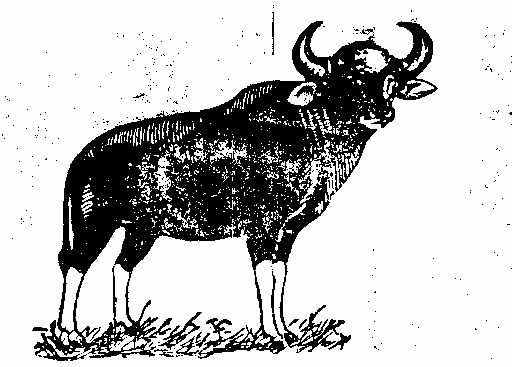 Device Device mark 120072 Trademark