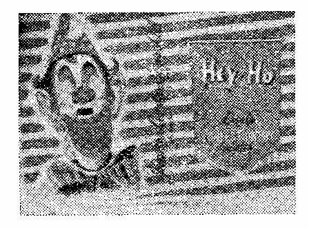 Hey-ho Device mark 142611 Trademark