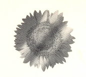 Flower Device Device mark 784766 Trademark