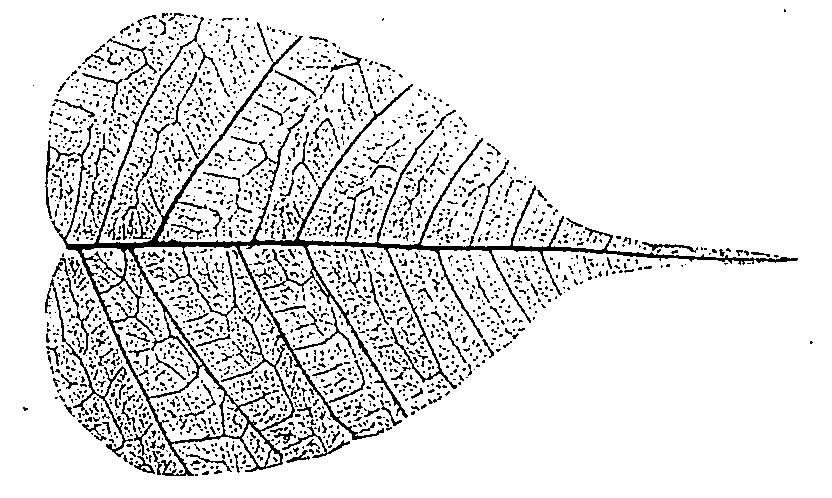 Logo ( Device) Device mark 616600 Trademark