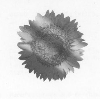 Flower( Device) Device mark 784819 Trademark