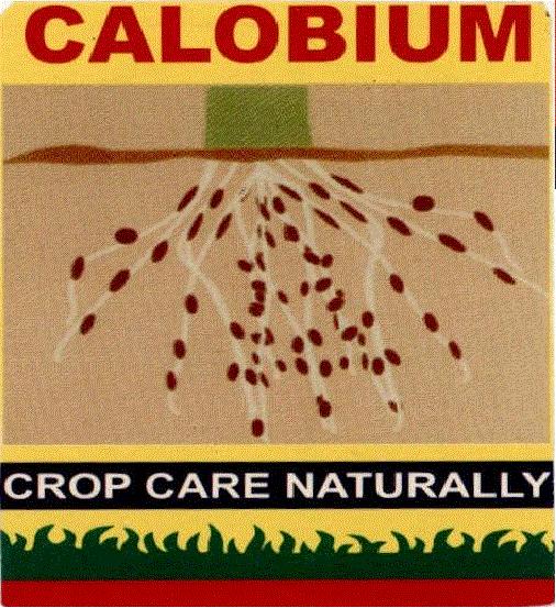 Calobium (label) Device mark 1578193 Trademark