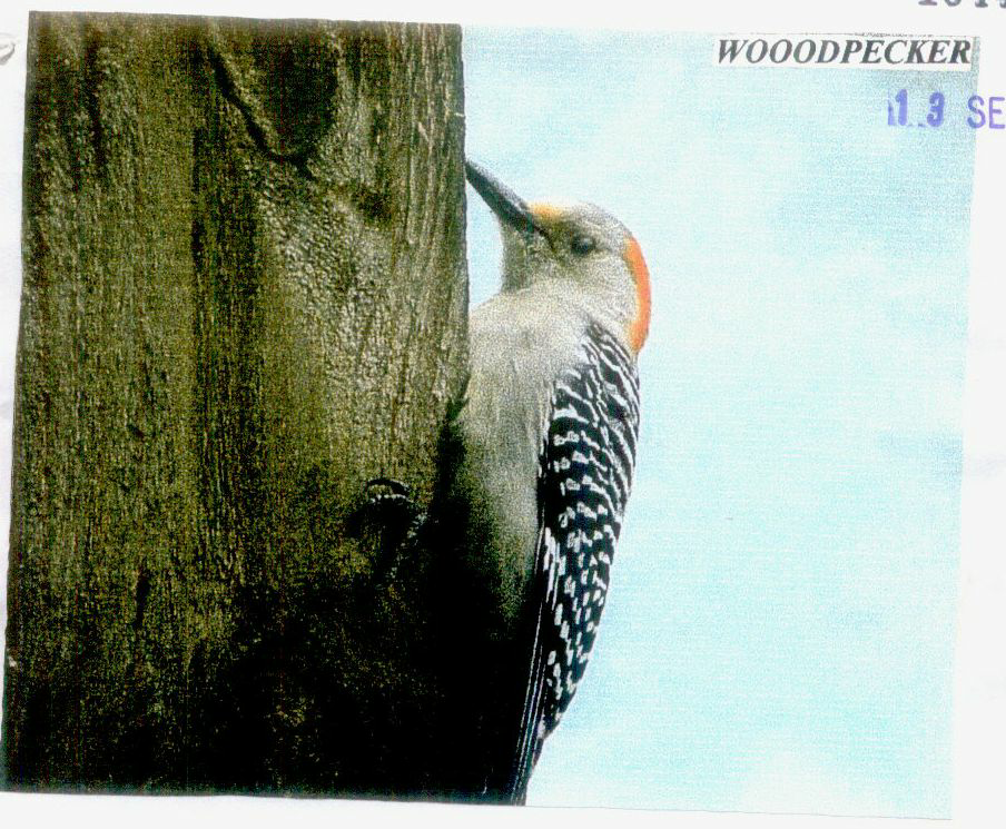 Woodpecker Device mark 1044333 Trademark