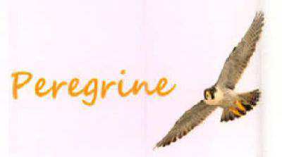 Peregrine (device Of Bird) Device mark 2611167 Trademark