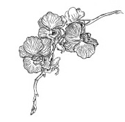 Device Of Orchid Flowers In A Twig Device mark 3122692 Trademark