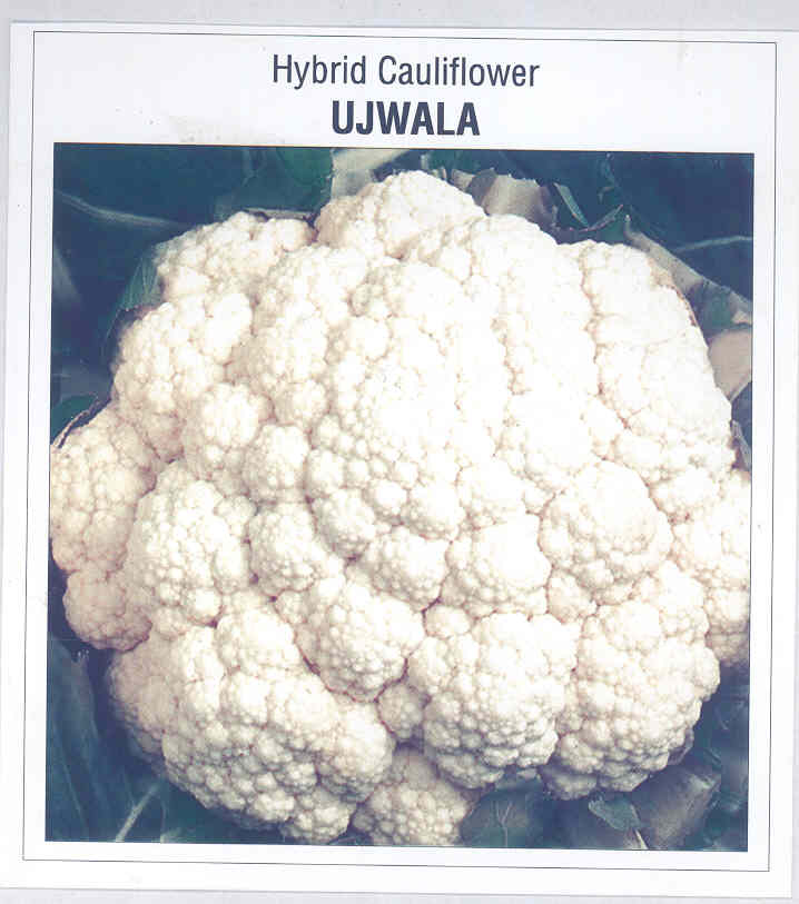 Hybrid Cauliflower Ujwala (device Of Cauliflower) Device mark 1586179 Trademark