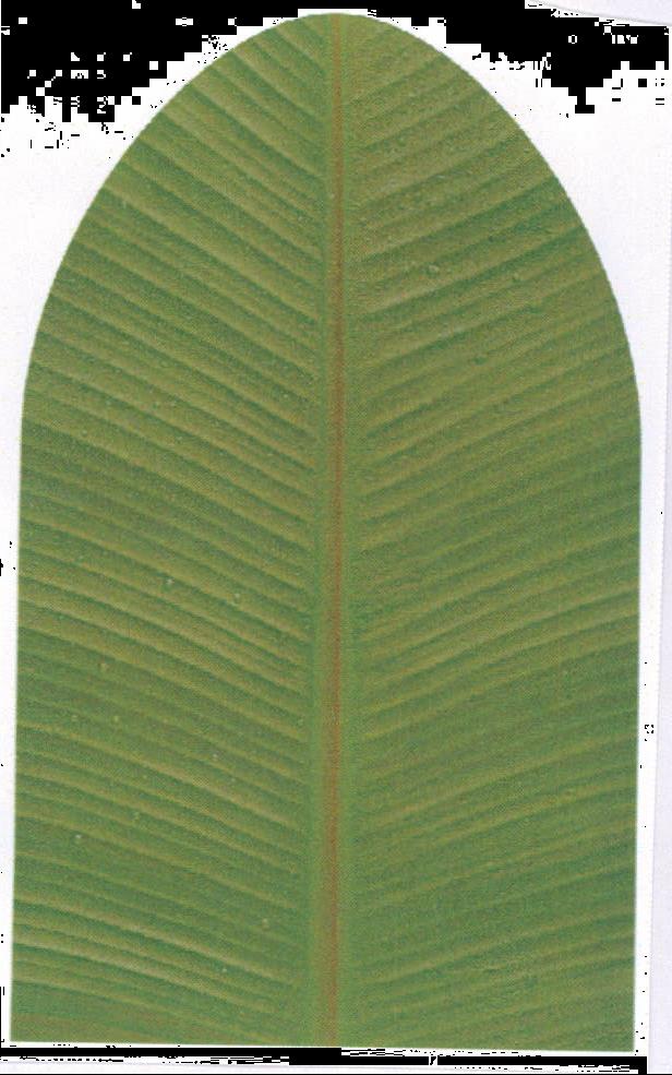 Banana Leaf Device mark 2140895 Trademark
