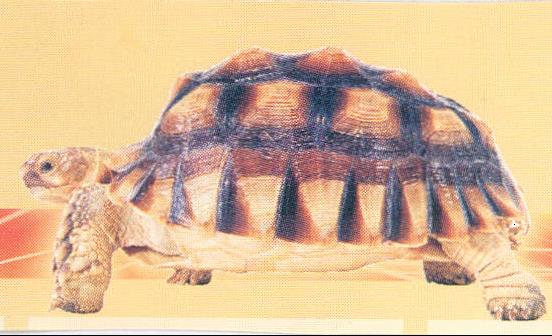 Device Of Tortoise Device mark 2183440 Trademark